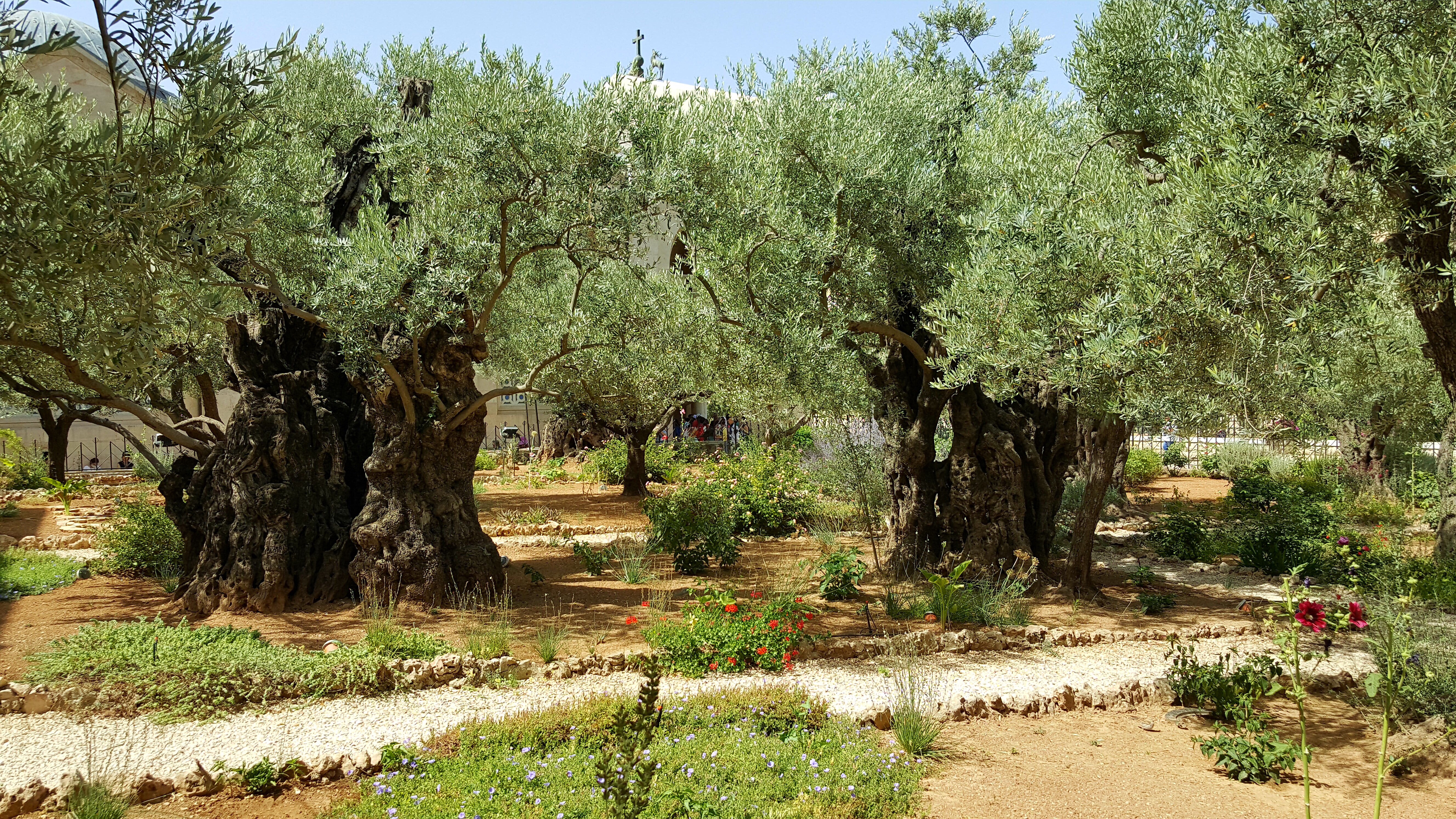 The Olive Tree | Devotions by Chris Hendrix