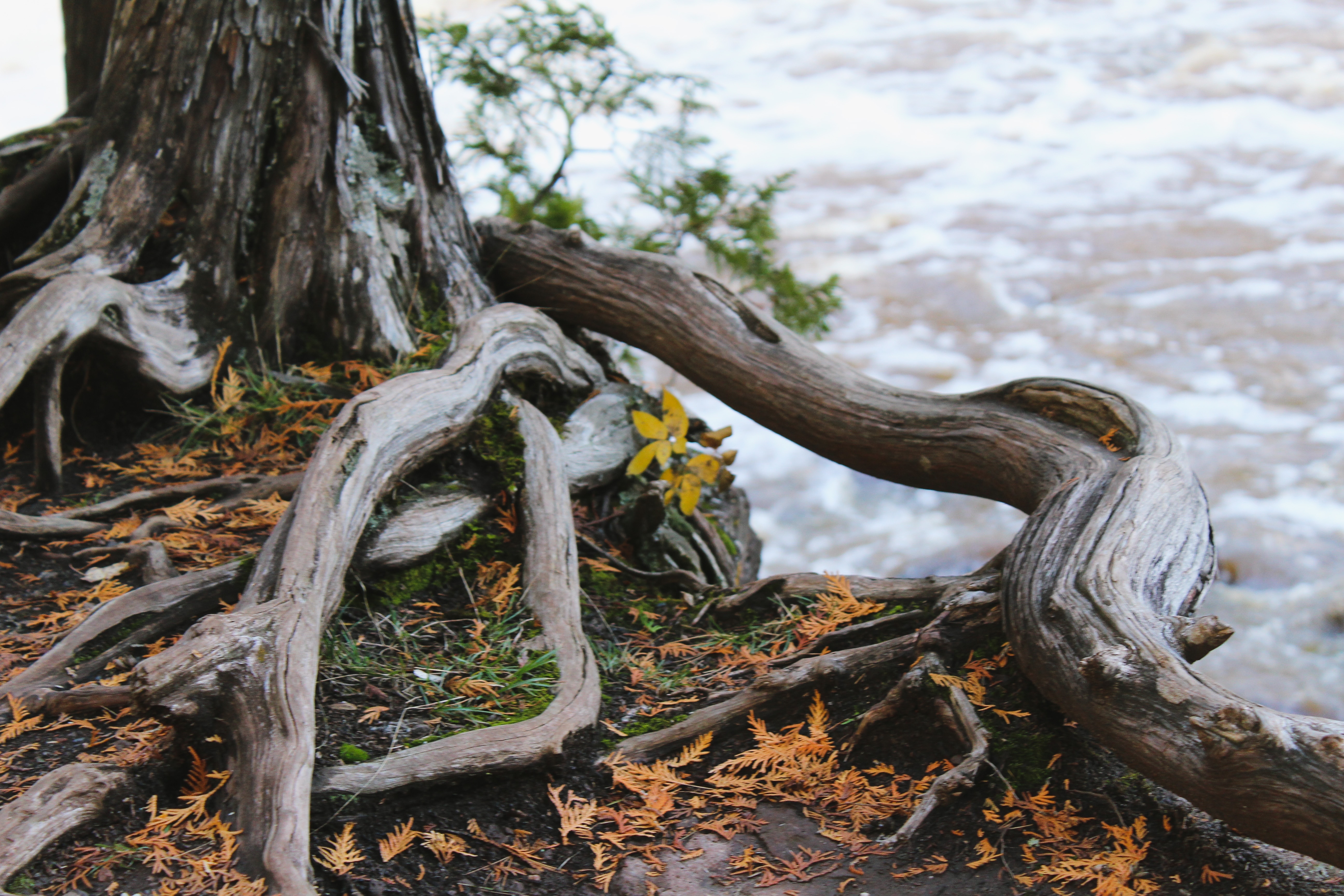 Growing Deeper Roots | Devotions by Chris Hendrix